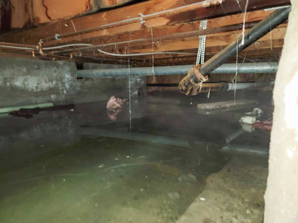 Best Local water damage restoration  in Sulphur, LA